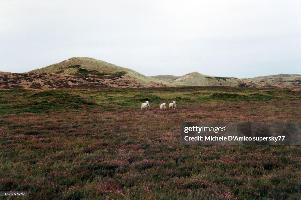 Sheep grazing in the heath