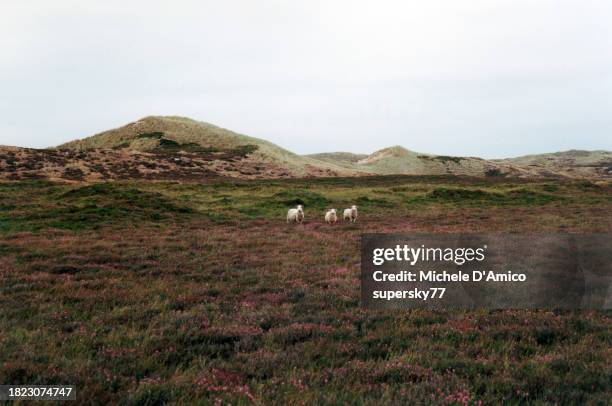 sheep grazing in the heath - wadden sea stock pictures, royalty-free photos & images