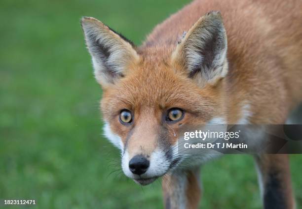 red fox (vulpes vulpes) - vuxen stock pictures, royalty-free photos & images