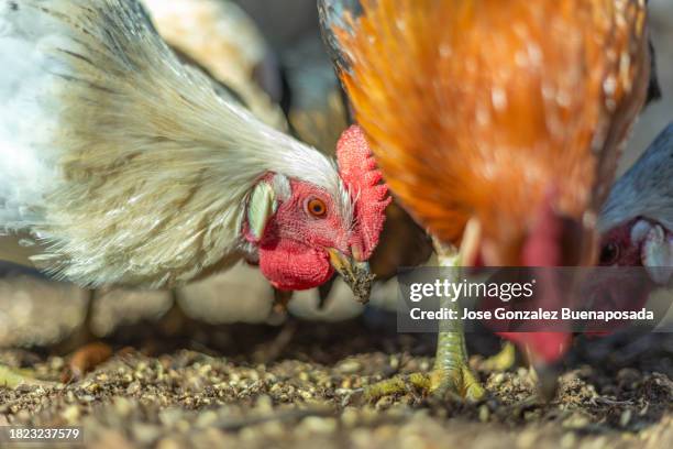 macrofotografia della testa di un gallo con il becco striato di terra, che becca i chicchi di cereali sul terreno del pollaio. - sfruttamento-degli-animali foto e immagini stock