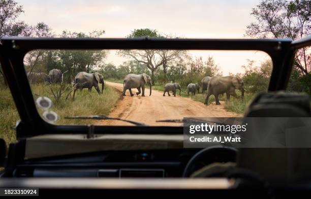 tourist vehicle watching an elephant herd crossing a road in a national park - safari stockfoto's en -beelden