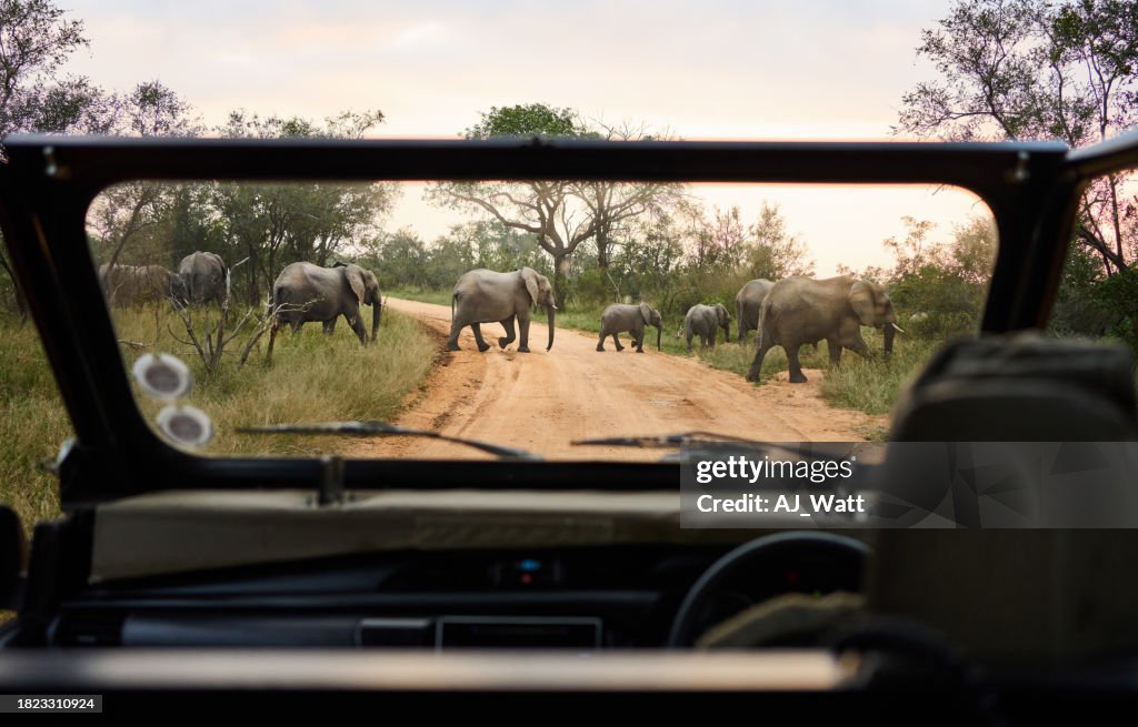 Tourist vehicle watching an elephant herd crossing a road in a national park