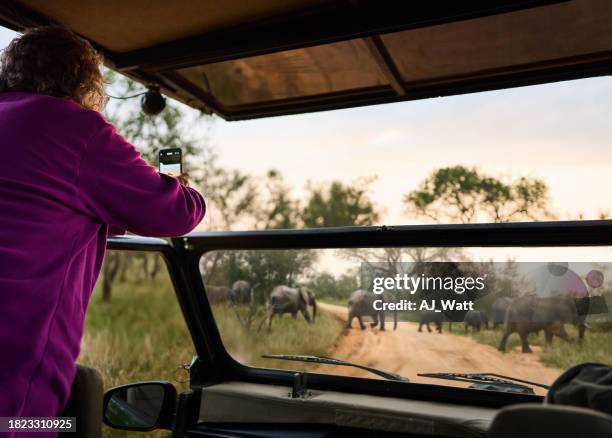 mature woman photographing an elephant herd during a safari drive - white elephant stock pictures, royalty-free photos & images