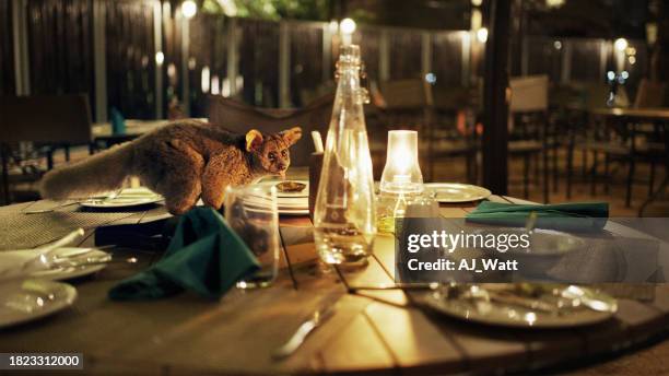 bush baby searching for food on a restaurant table in a wildlife reserve - eén dier stockfoto's en -beelden