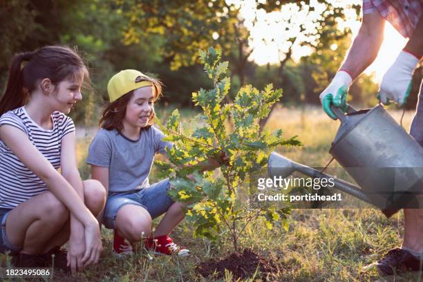 senior man and two children planting tree in a park - sapling stock pictures, royalty-free photos & images