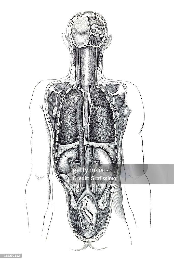 Backview des menschlichen Körper mit sichtbaren Organe