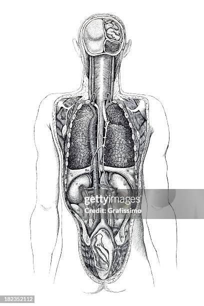 ilustraciones, imágenes clip art, dibujos animados e iconos de stock de backview de cuerpo humano con los órganos visibles - human anatomy organs back view