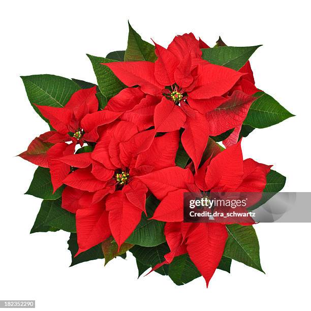 weihnachtsstern pflanzen top view - weihnachtsstern stock-fotos und bilder