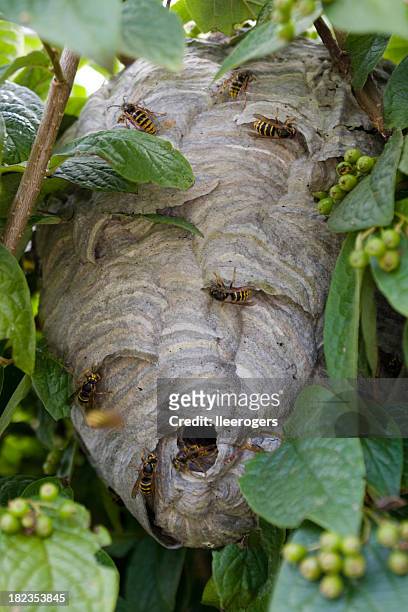 wasp's nest amongst garden leaves - getingbo bildbanksfoton och bilder