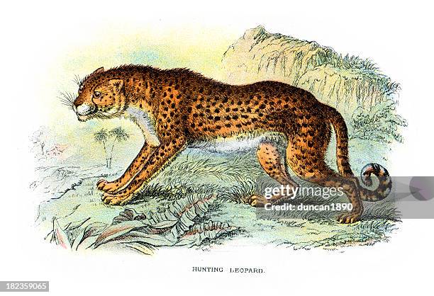 gepard (acinonyx jubatus) - gepardenfell stock-grafiken, -clipart, -cartoons und -symbole