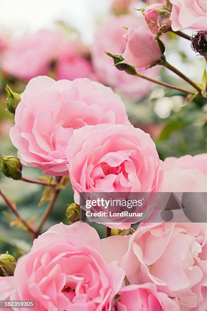 rosa rose bush - pink brush stock-fotos und bilder