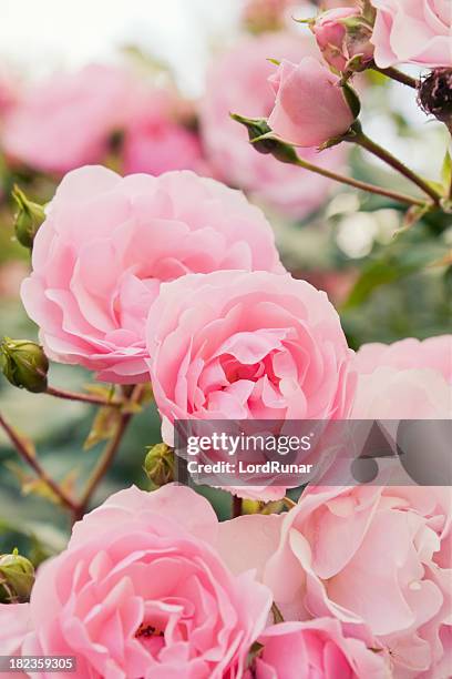 rosa rose bush - pink flowers stock-fotos und bilder