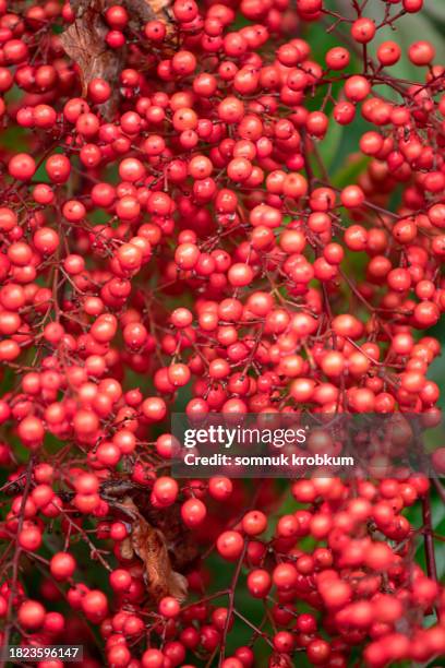 plenty red berries in autumn - fall bouquet stock pictures, royalty-free photos & images