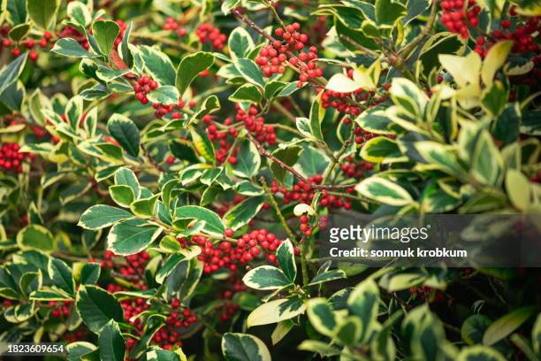 holly spotted leaves with plenty red berries - fall bouquet stock pictures, royalty-free photos & images