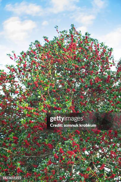 Ip Bushes Bushes With Red Berries Photos and Premium High Res Pictures - Getty Images