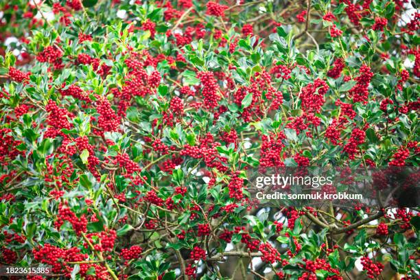 holly bushes with plenty red berries - christmas tree brush stock pictures, royalty-free photos & images