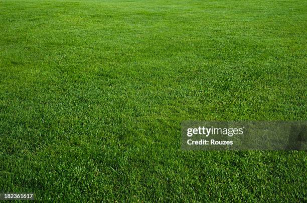 vert grass field - sod photos et images de collection