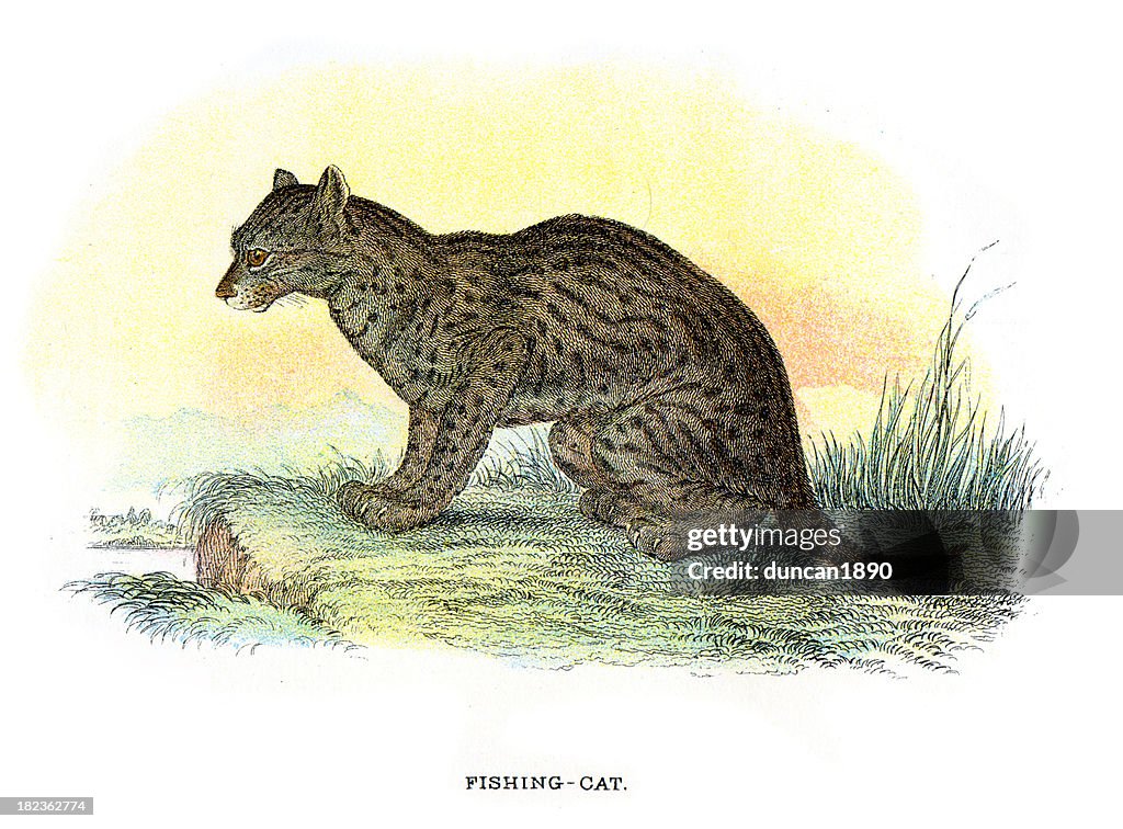 Fishing Cat (Prionailurus viverrinus)