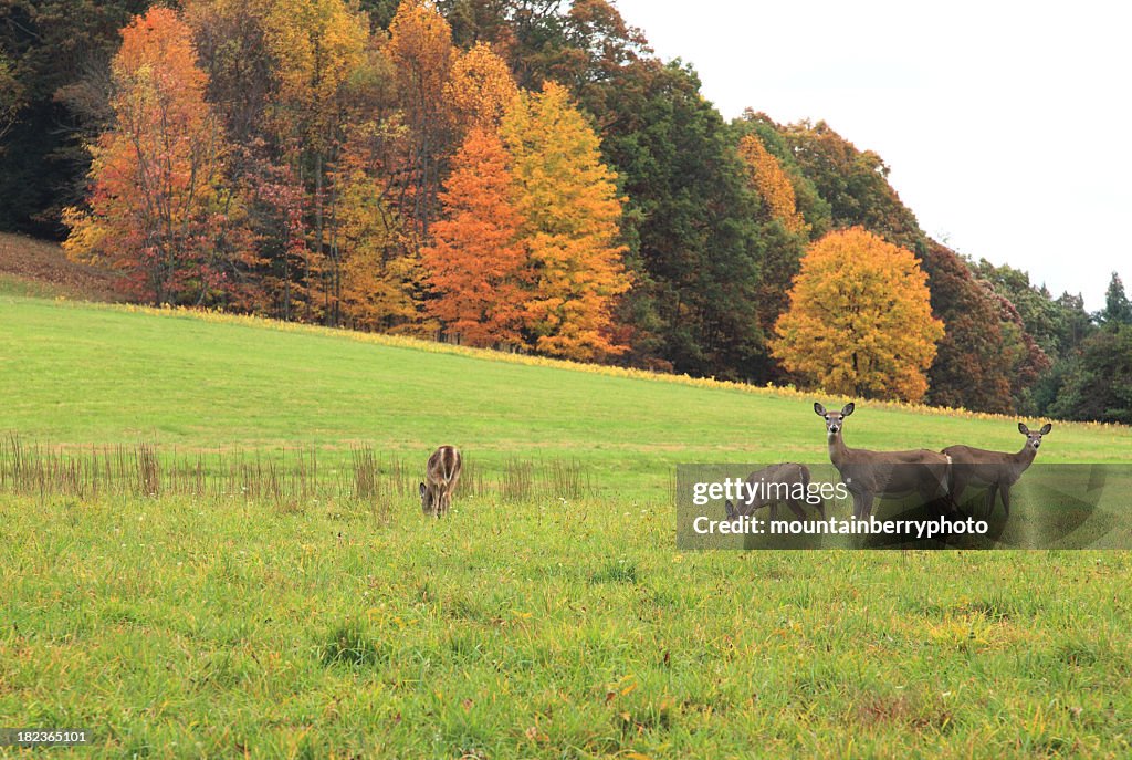 Deer at grass field with autumn trees at the background