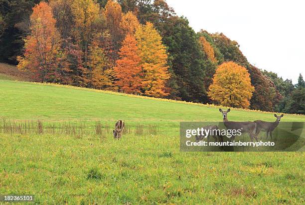 deer at grass field with autumn trees at the background - white tailed deer stock pictures, royalty-free photos & images