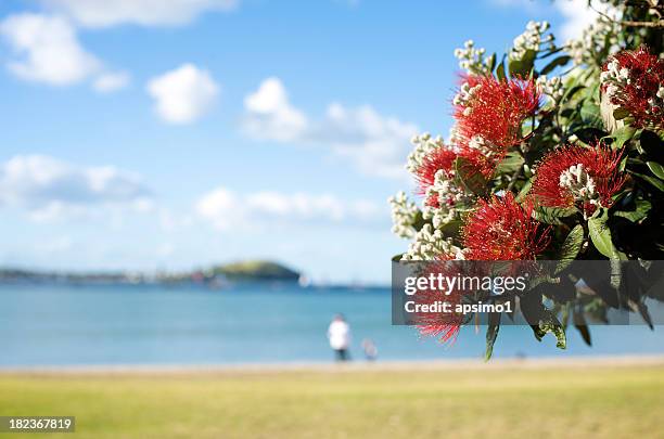 in focus pohutukawa in front of beach with man and child - pohutukawa flower stockfoto's en -beelden