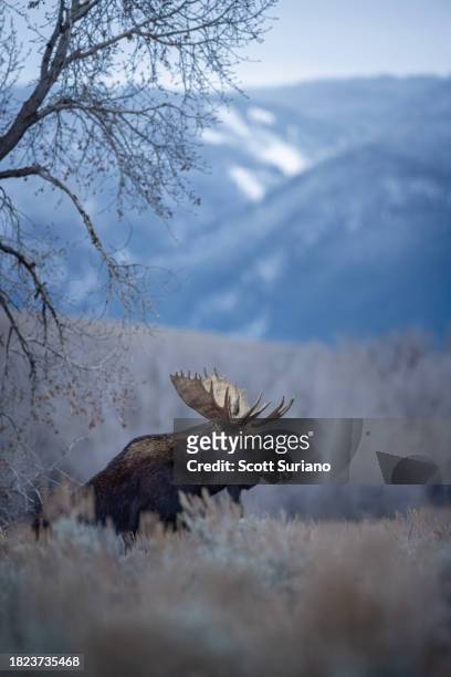 emerging - bull moose jackson stock pictures, royalty-free photos & images