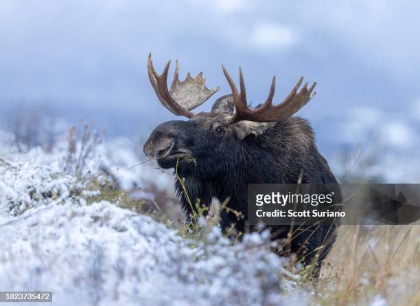 snowy moose - bull moose jackson stock pictures, royalty-free photos & images