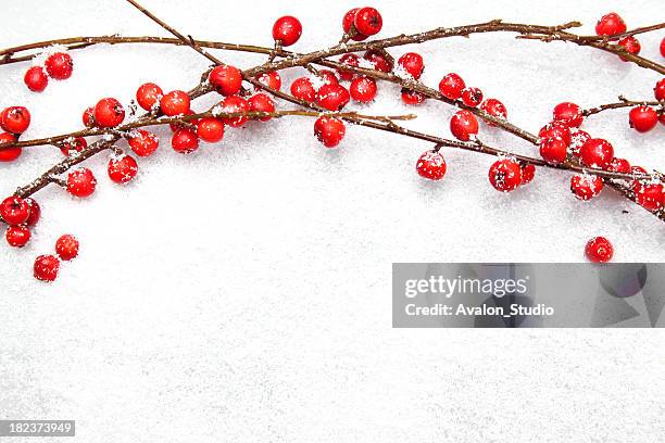 elefanckie christmas branches with red berries on snow - twig border stock pictures, royalty-free photos & images