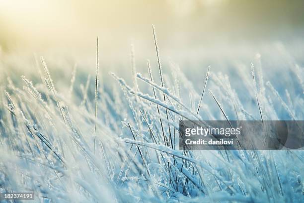 abstract frozen grass - snow on grass stock pictures, royalty-free photos & images