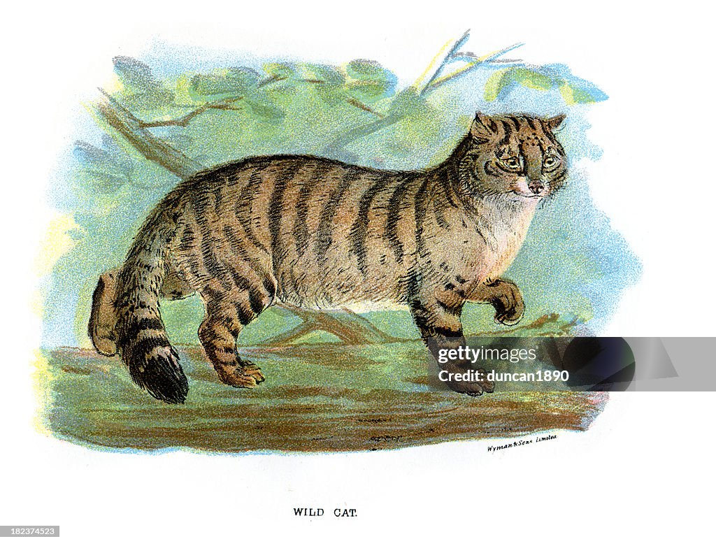 Wildcat (Felis silvestris)