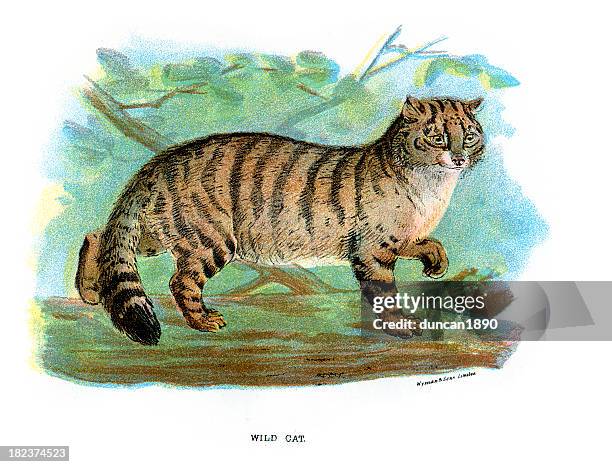 wildcat (felis silvestris) - scottish wildcat stock illustrations