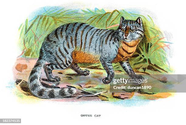 african wildcat (felis silvestris lybica) - african wildcat stock illustrations