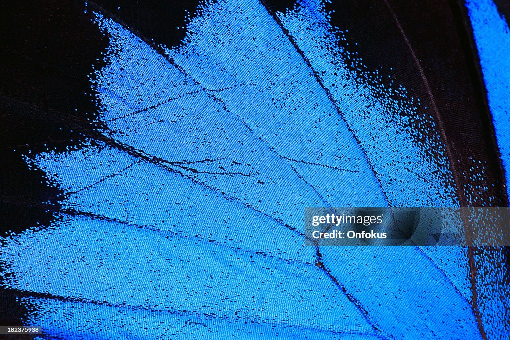 Blue Morpho Butterfly Wing Macro Close Up