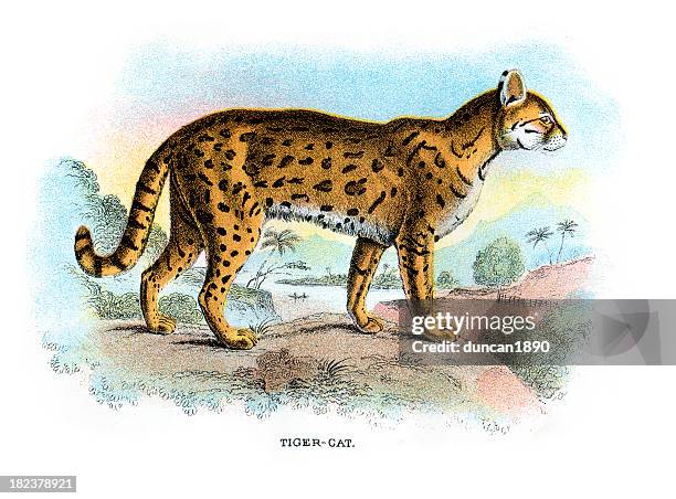 oncilla (leopardus tigrinus) - oncilla stock illustrations