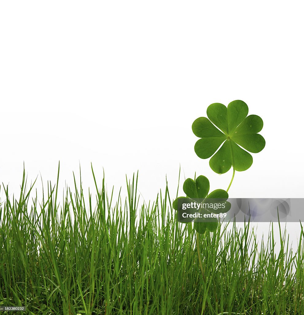 Lucky clovers and grass on white background