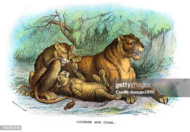 lioness and cubs - lion cub stock illustrations