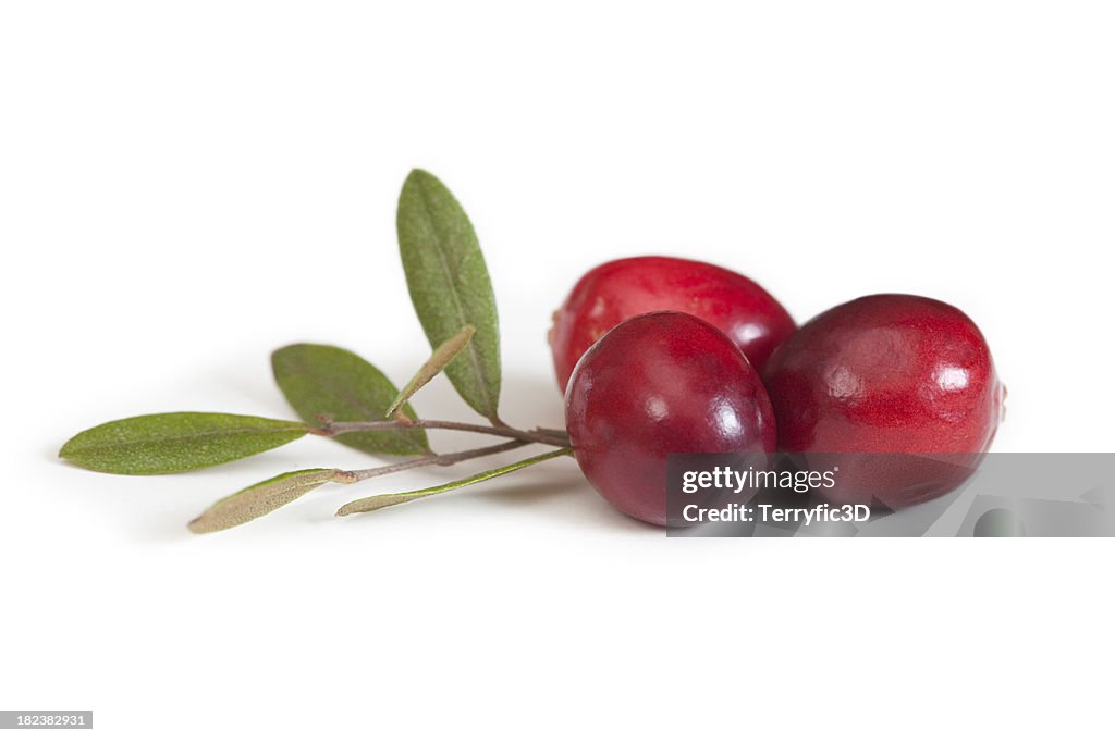 Cranberry Fruit and Leaves, Close Up