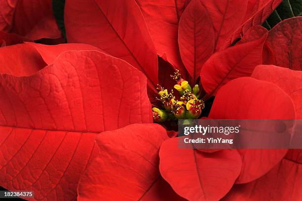 christmas poinsettia single red flower close-up,  festive holiday blooming plant - kerstroos stockfoto's en -beelden