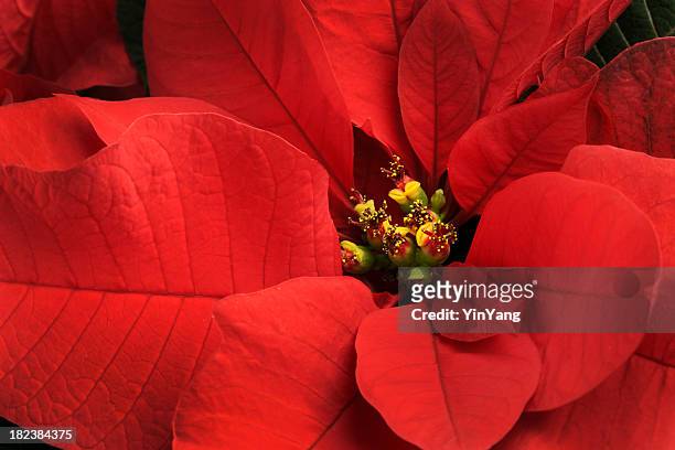 christmas poinsettia single red flower close-up,  festive holiday blooming plant - julstjärna bildbanksfoton och bilder