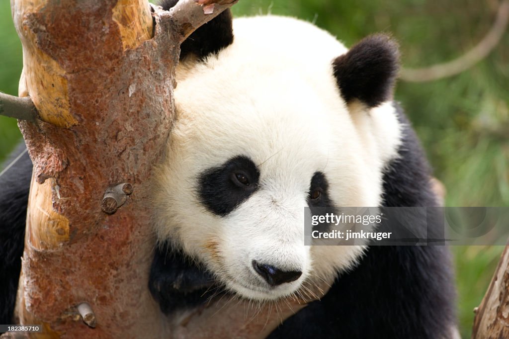 Giant panda resting in tree, high res original file.