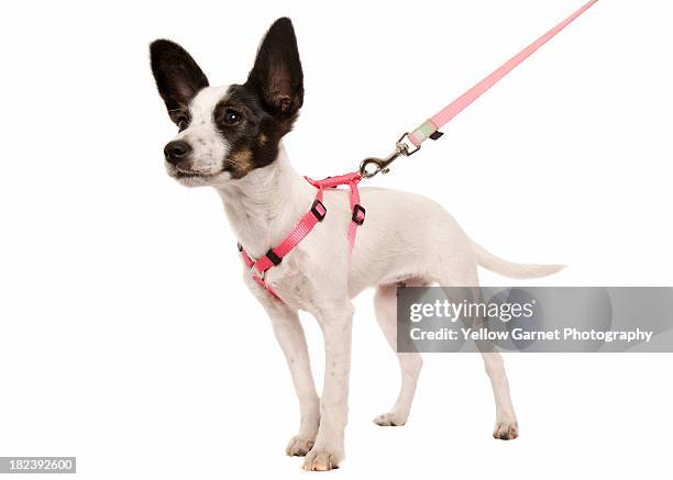 cachorro en un cable - correa para mascota fotografías e imágenes de stock