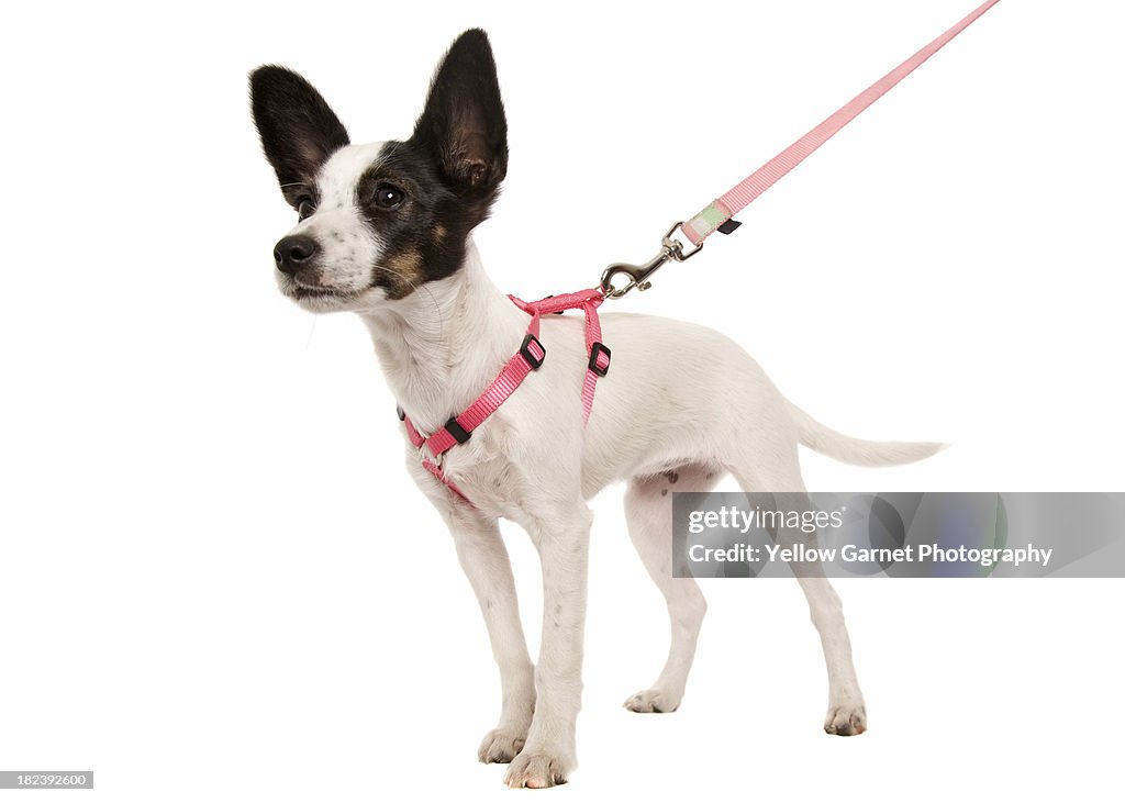 Puppy On A Lead
