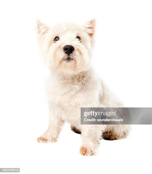 portait of a west highland - west highland white terrier stock pictures, royalty-free photos & images