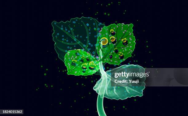 photosynthese und co2, sauerstoffmoleküle in skelettblättern - photosynthese stock-fotos und bilder