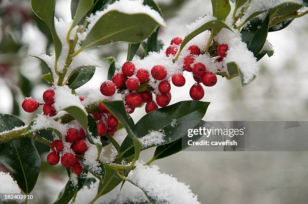 holly berries with a dusting of snow - holly berry stock pictures, royalty-free photos & images