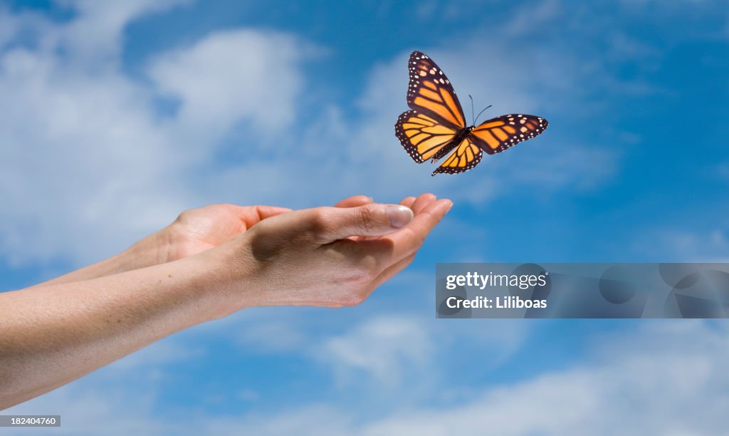 Schmetterling in the Sky