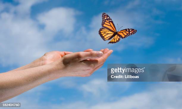 butterfly in the sky - releasing stock pictures, royalty-free photos & images