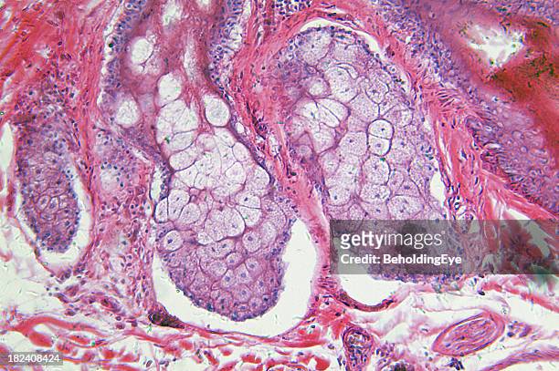 hair bearing skin - biological cell stock pictures, royalty-free photos & images