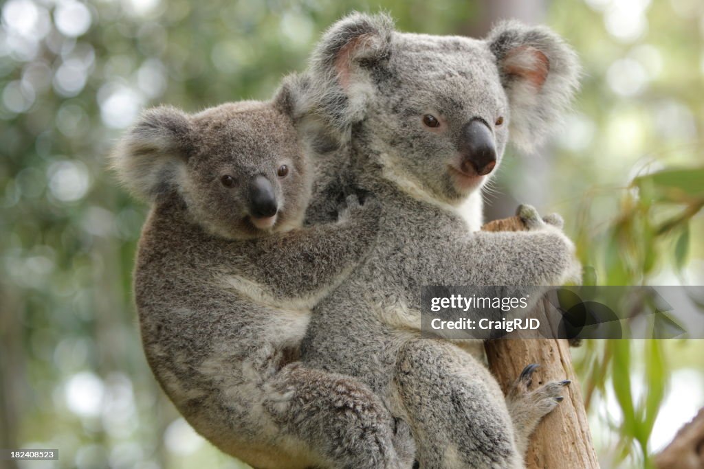 Koala Mother and Child