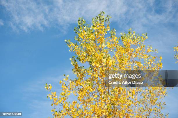 deciduous tree  (platanus  acerifolia, platens hispanic) in autumn against blue sky. - platanus acerifolia stock pictures, royalty-free photos & images